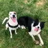 Chase e Athena🐶✨️ - @chase.e.athena - TikTok