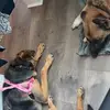 Sherpards4life - @chase_and_athena - TikTok