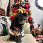 3 beautiful dogs - @athena_hunter_layla - Instagram