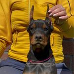 Athena 🐾 - @athena_daughter_of_hunter - Instagram