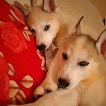 Hunter & Athena - @hunterandathenathehuskies_868 - Instagram