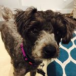 Athena Morris - @stepforddog - Instagram