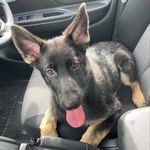 Athena Morris - @athena_the_gsd_gc - Instagram