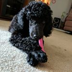 Athena Rose Morris - @athenathepoodlegoddess - Instagram