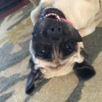 Athena Rogers - @athena_the_mastiff_ - Instagram