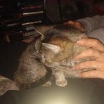 Athena Sciarra - Facebook