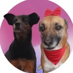 athena e toddy - @athena_toddy - Instagram