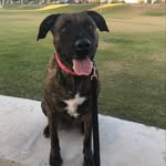 Athena Flaviana Sweetness Todd - @brindlepup_athena - Instagram
