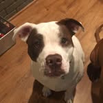 Athena Todd - @fat_pretty_pitty - Instagram