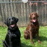 Athena & Zeus Watson - @doggodsadventures - Instagram