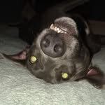 Athena - @athena_weimeraner - Instagram