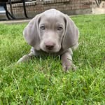 Athena - @athenatheweimer - Instagram