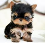 Athena Weimer - @baby._.elephant100 - Instagram
