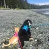 PoppyPeppaNorthIslandDogs - @athenawilliamson24 - TikTok