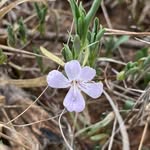Athol Ferguson - @african_trees_and_flowers - Instagram