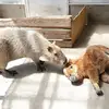 Atsuo.Kimura - @atsuo.kimura - TikTok