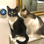 Atticus & Finch - @atticusfinchmeow - Instagram