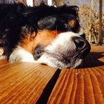 Atticus Finch - @atticustheberner - Instagram