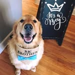 Atticus Finch - @atticusfinch_thegolden - Instagram