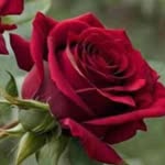 Atul Bhasin - @atulbhasin1980 - Instagram