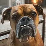 Henry Dubbhh Hodges - @aubrey_the_boxer - Instagram