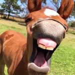 Aubrey Ford - @horse8038 - Instagram