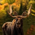Aubrey Tran - @antleredmoose - Instagram