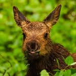 Aubrey Tran - @antlerlessmoose - Instagram
