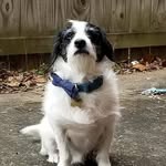 Aubrie Taylor - @ourcordialcanines - Instagram