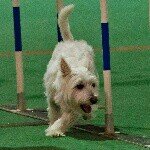 Audra/Cricket/Murray - @westie_agility - Instagram