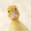 Sconermom - @audrey_bent - TikTok