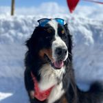 Audrey 🐾 - @audrey.the.berner - Instagram