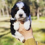 Audrey the Bernedoodle - @audrey.the.bernedoodle - Instagram