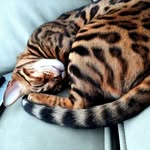 Bengal owner Audrey Bilodeau - @chase_bengal_ninja_cat - Instagram