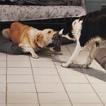Audrey&Blake 🐶🐶🐾❤ - @audreyandblake1 - Instagram