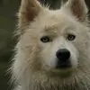 Audrey - @audreyblue1 - TikTok