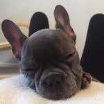 Audrey - @audreybluefrenchie - Instagram