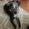 audrey - @theaudreyblue - TikTok