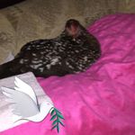 Audrey Bobo - @little_cat_home - Instagram
