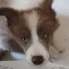 audreytitoborges - @audreytitoborges - TikTok