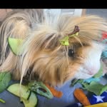 Audrey Bowen - @apollospacepig - Instagram