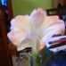 Audrey Crawley - Facebook