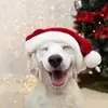 Audrey - @audreycuevas98 - TikTok