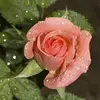 audrey cuevas - @audrey.cuevas77 - TikTok