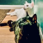 Audrey Davey - @audrey.meowmeow - Instagram