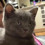 Audrey Dee Dee - @audrey_the_cat20 - Instagram