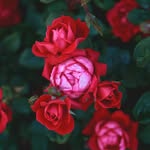 audrey dee mum - @happyincredibleflower - Instagram