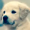 audreydupre. - @audreydupre2 - TikTok