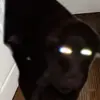 audrey - @audrey_frye - TikTok