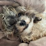 AudreyGorham - @ginto_elvis_leonberg_bichon - Instagram
